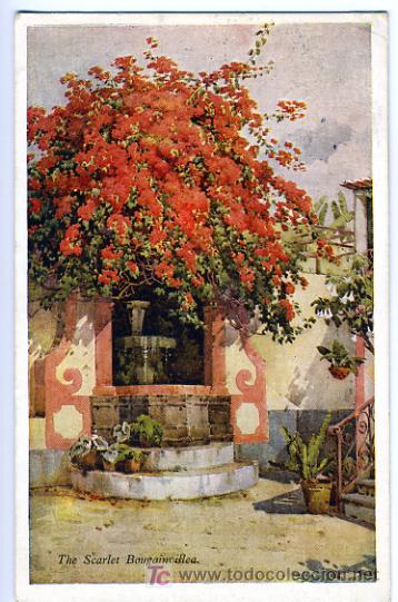 Cartes Postales: PORTUGAL, THE SCARLET BOUGAINVILLEA,    P28036