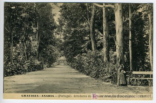 Cartes Postales: GRACIOZA, ANADIA, PORTUGAL, ARREDORES DO BUSSACO, AVENIDA D&acute;EUCALYPTOS,    P28056