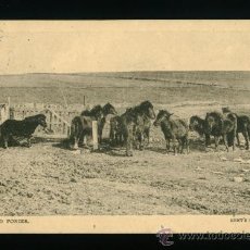 Postales: DINAMARCA - SHETLAND PONIES - KENT´S SERIES - CIRCULADA 1917. Lote 18394964