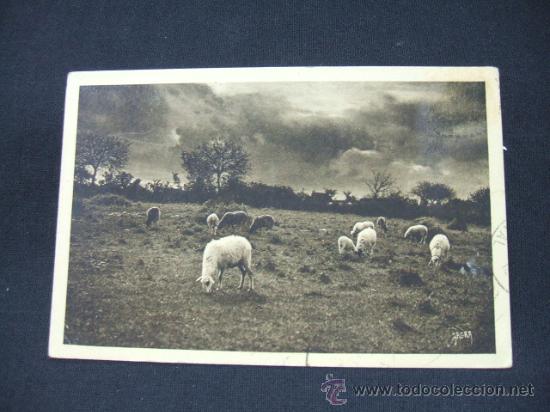 Postkarten: PATURAGE SUR LES CAUSSES -