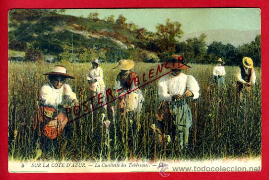 Cartoline: POSTAL SUR COSTA AZUL, FRANCIA, LA CUEILLETTE DES TUBEREUSES, COSTUMBRISTA,   P72800E