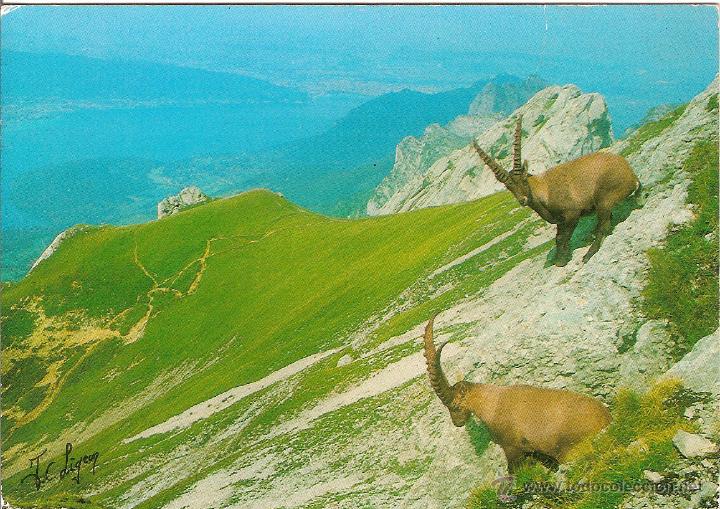 Cartes Postales: LAC D'ANNECY, ALTA SABOYA (FRANCIA), IBEX EN MACIZO DE LA TOURNETTE - ED. DE FRANCE N&ordm; 2055 -ESCRITA