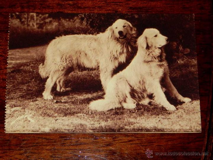 Postcards: ANTIGUA POSTAL - PAYSAGES DE FRANCE - GARDIENS DES TROUPEAUX CONTRE L,OURS - TERROIR PYRENEEN - EDIT