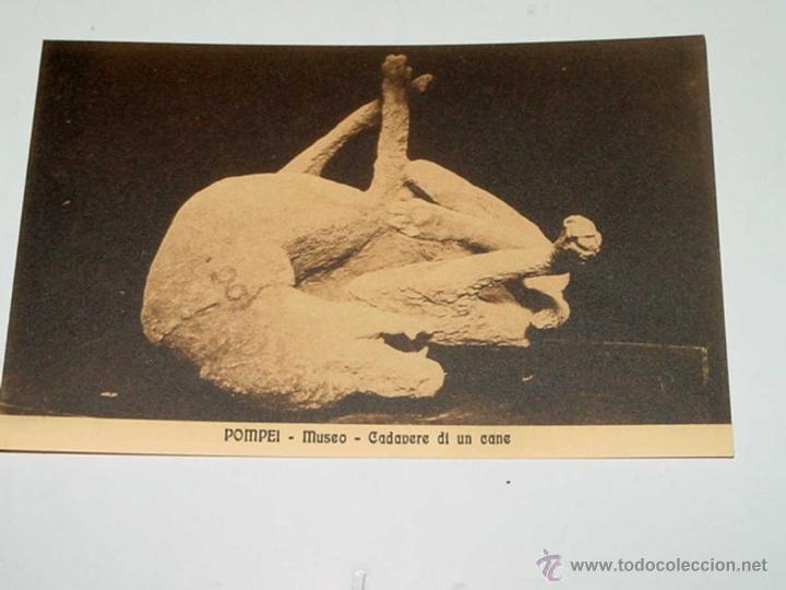 Cartes Postales: VECCHIA CARTOLINA POSTALE - ITALIA - POMPEI - MUSEO - CADAVERE DI UN CANE - INCLUDE NO EDITORIALE -