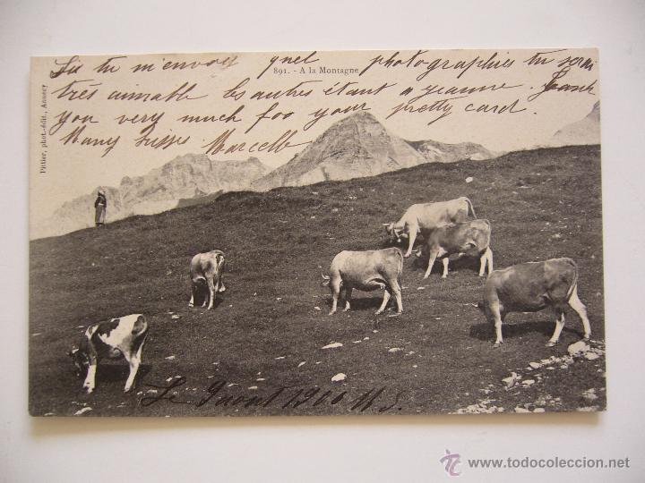 Postkarten: Postal Francia. Vacas y pastor. A la Montagne. Phot. Pitier. Circulada 1900.