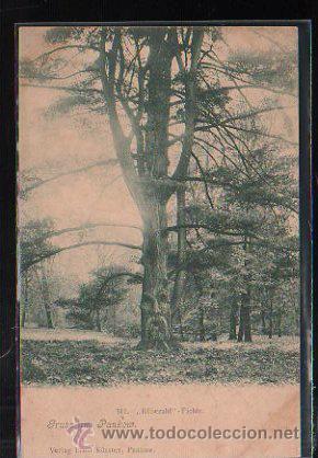 Postkarten: TARJETA POSTAL DE BERLIN - GRUSS AUS PANKOW. RUBEZAHL - FICHTE. 511.