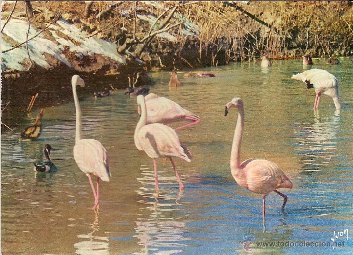Postcards: CAMARGUE (FRANCIA), FLAMENCOS ROSAS - EDITIONS YVON N&ordm; 1200 - SIN CIRCULAR
