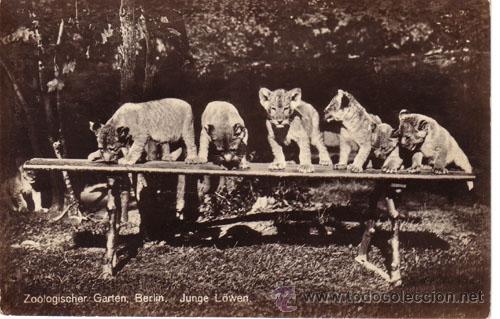 Postais: N&ordm; 6442 POSTAL ALEMANIA ZOOLOGISCHER GARTEN BERLIN JUNGE L&Ouml;WEN