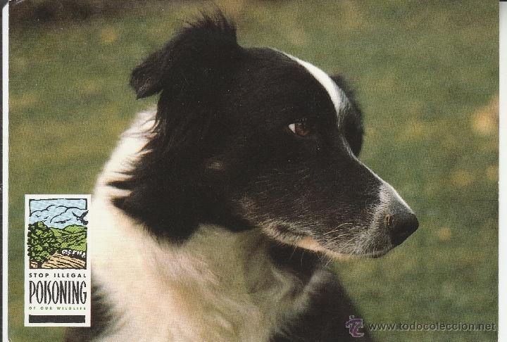 Postales: N&ordm; 24491 POSTAL INGLATERRA. PERRO . STOP ILLEGAL POISONING