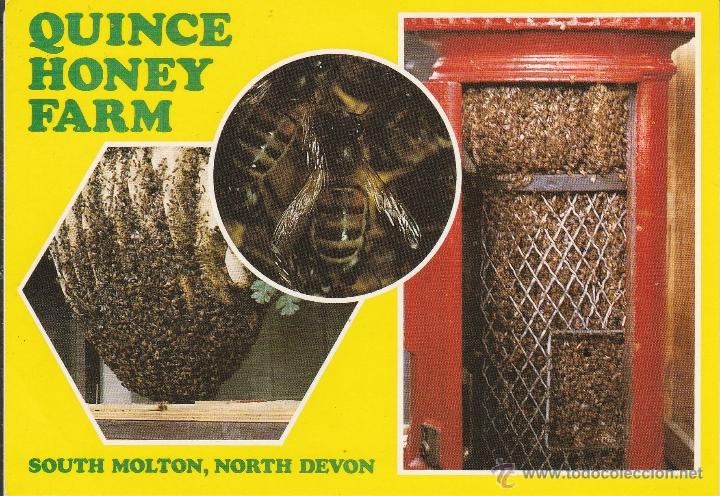 Postales: N&ordm; 24459 POSTAL INGLATERRA, QUINCE HONEY FARM, SOUTH MOLTON, NORTH DEVON
