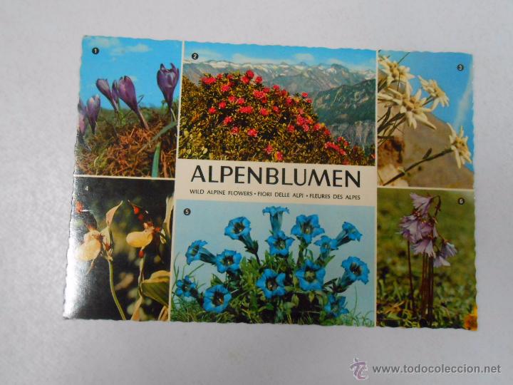 Postales: POSTAL DE LOS ALPES. ALPENBLUMEN. WILD ALPINE FLOWERS. TDKP3
