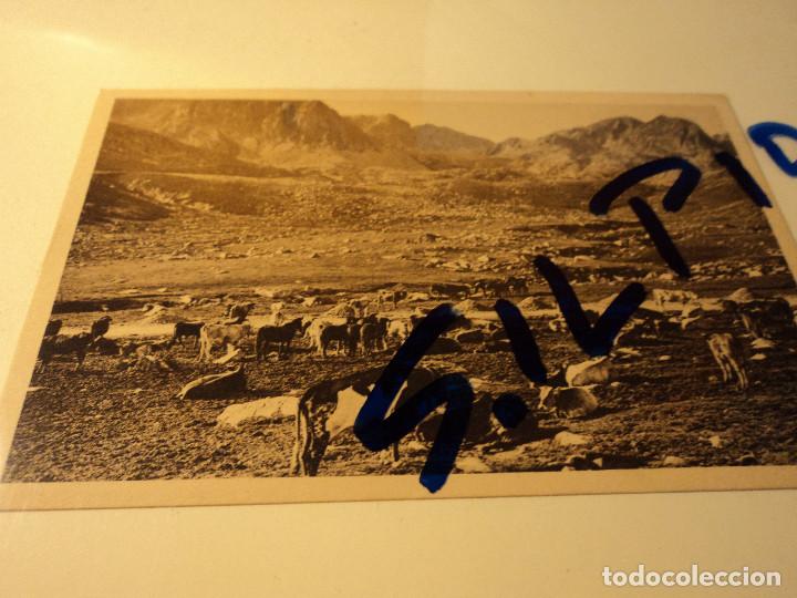Postales: valls d&acute;andorra pas de la casa, vacada foto claverol imprimeria princeps toulouse paris