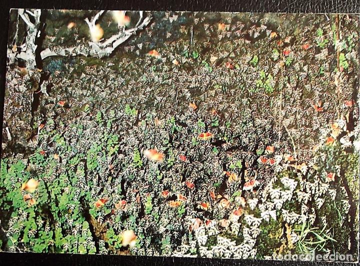 Postais: Rodas (Grecia). 787/67 Mariposas. Nueva