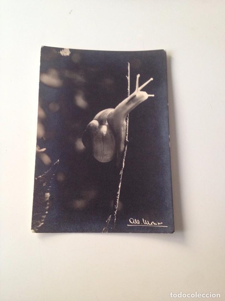 Postales: Postal: Albert Monier : Stalagmites A 801 - Foto 1