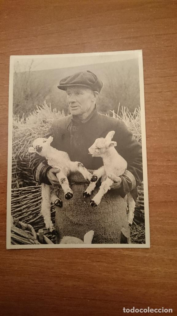 Postales: POSTAL THE SHEPHERD  SIN CIRCULAR