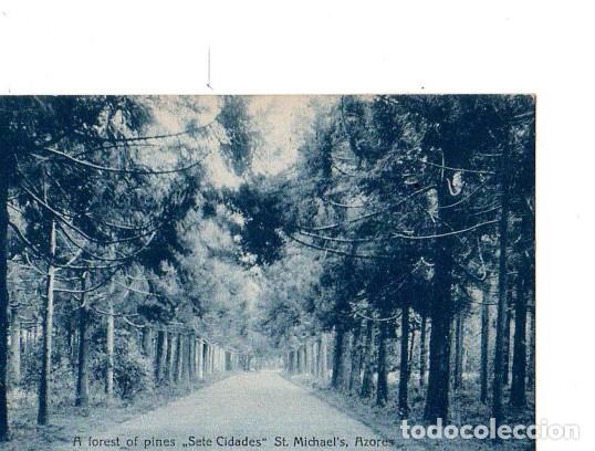 Postales: TARJETA POSTAL DE AZORES, PORTUGAL. A FOREST OR PINES SETE CIDADES ST. MICHAEL&acute;S.