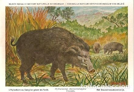 Postales: Belgica ** & Postale, Ciencias Naturales de B&eacute;lgica, Hylochere, Hylochoerus meinertz (3)