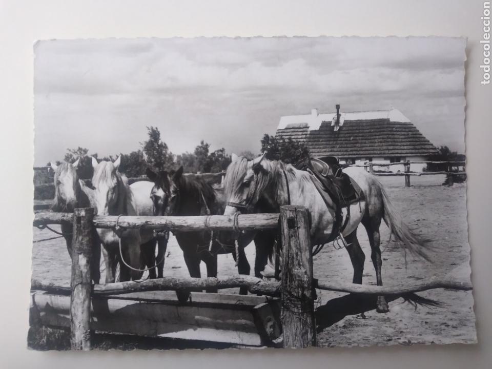 Cartoline: Francia:69-219.paysage et scene de camargue.fotografica.circulada.1966.