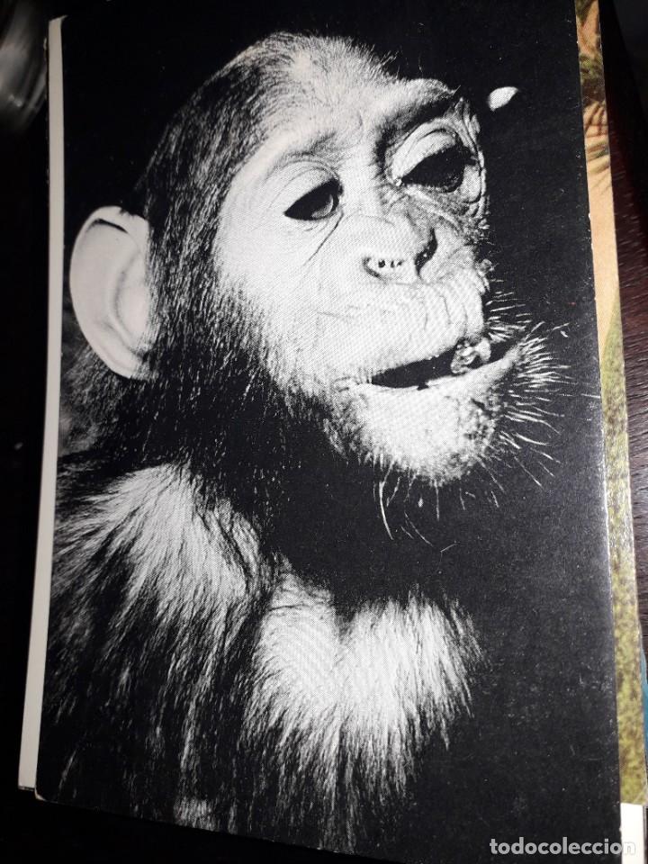 Postkarten: N&ordm; 33708 POSTAL BELGICA CHIMPANSEE EPULU ITURI WOUD
