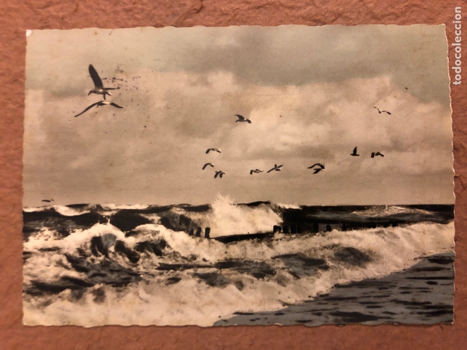 Cartes Postales: M&Ouml;WEN IN DER BRANDUNG. POSTAL CIRCULADA EN A&Ntilde;OS 50. CON SELLOS.