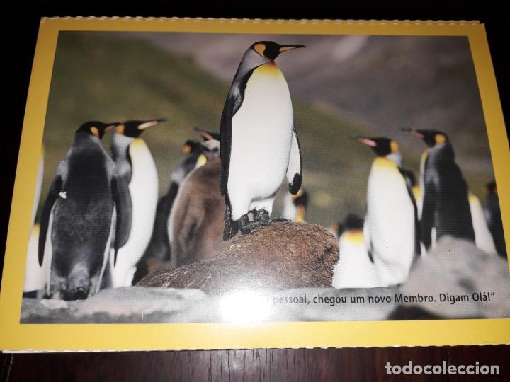Postais: N&ordm; 35501 POSTAL NATIONAL GEOGRAPHIC PORTUGAL PING&Uuml;INOS