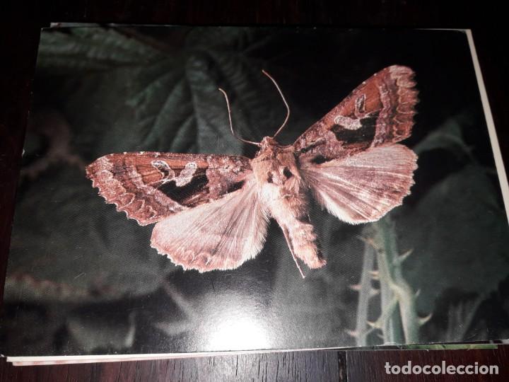 Postais: N&ordm; 35979 POSTAL PORTUGAL INSECTOS DOS A&Ccedil;ORES