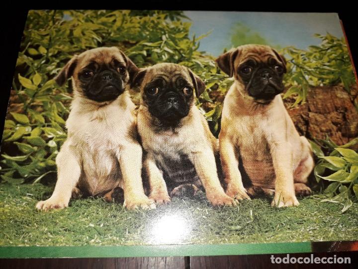 Postais: N&ordm; 36004 POSTAL PORTUGAL PERROS