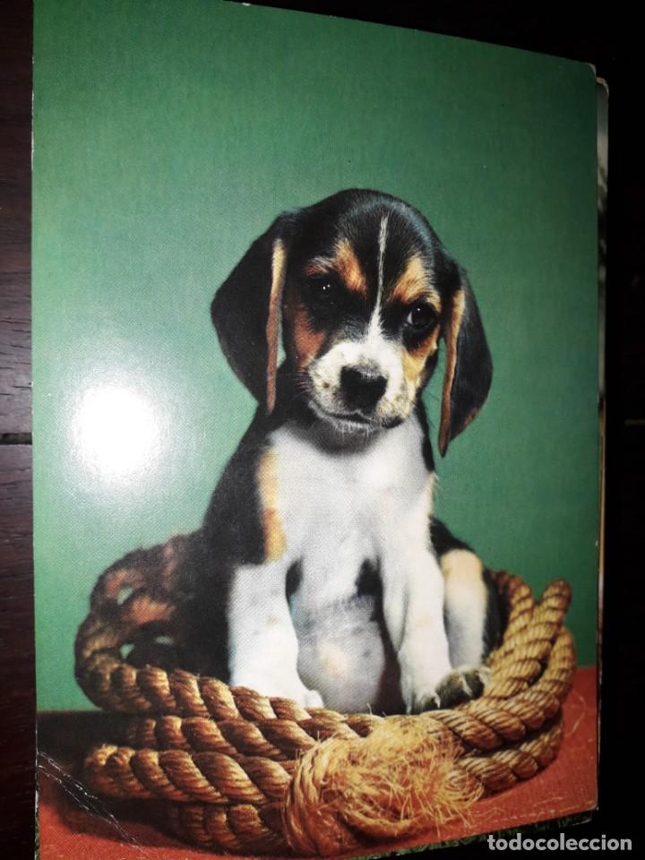 Postais: N&ordm; 36005 POSTAL PERRO