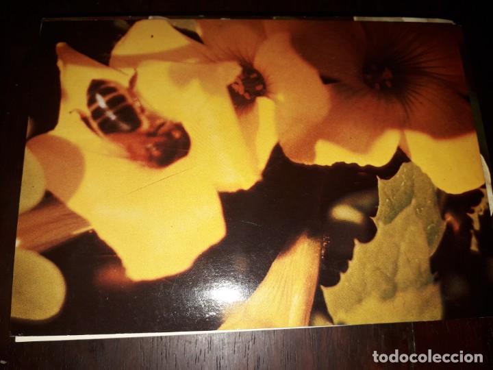 Postales: N&ordm; 36261 POSTAL PORTUGAL FLORES