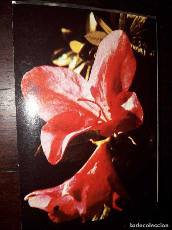 Postkarten: N&ordm; 36216 POSTAL PORTUGAL FLORES