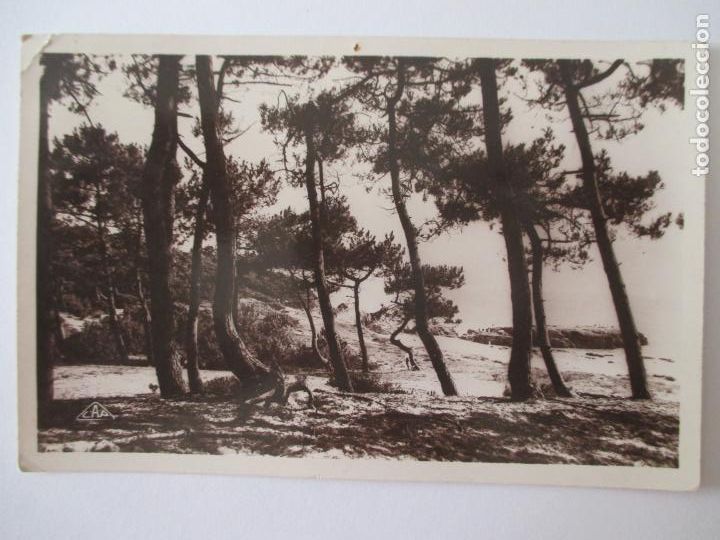 Postales: TARJETA POSTAL DE FRANCIA. 130 ST PALAIS SUR MER SOUS BOIS AUX PIERRIERES