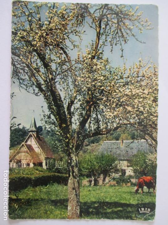 Cartes Postales: TARJETA POSTAL DE FRANCIA. LA NORMANDIE. 1565. PAYSAGE NORMAND ET POMMIER EN FLEURS