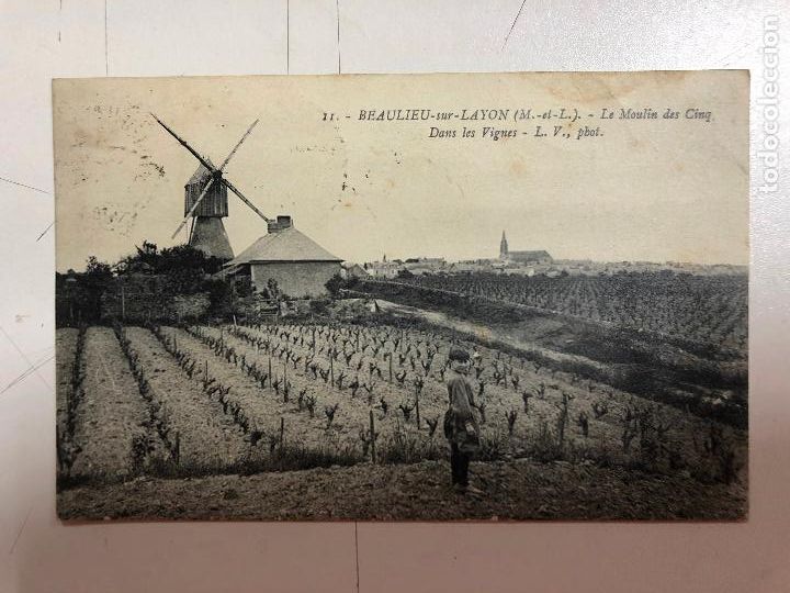 Postais: TARJETA POSTAL DE BEAULIEU-SUR-LAYON, LE MOULIN DES CINQ DANS LES VIGNES. FRANCIA