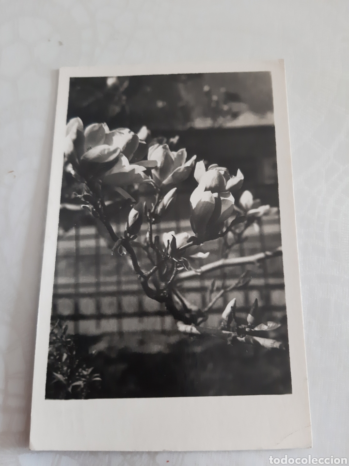 Cartes Postales: CHECOSLOVACA BRNOZ 1963 POSTAL FLORES ORBIS