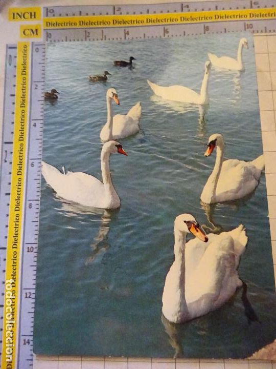 Postcards: POSTAL DE AUSTRIA ALEMANIA. ANIMALES. CISNES. 2245