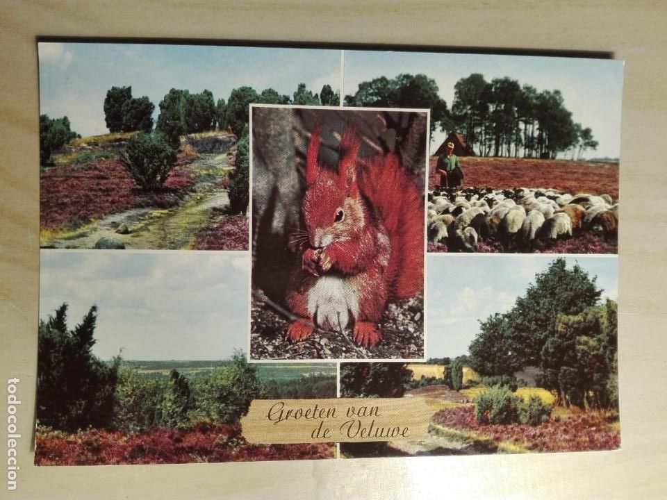 Cartoline: POSTAL2086 NUEVA - KRUGER 51. 916.549 231 731 - VELUWE NEDERLAND - ARDILLA FAUNA REBA&Ntilde;O OVEJA PASTOR