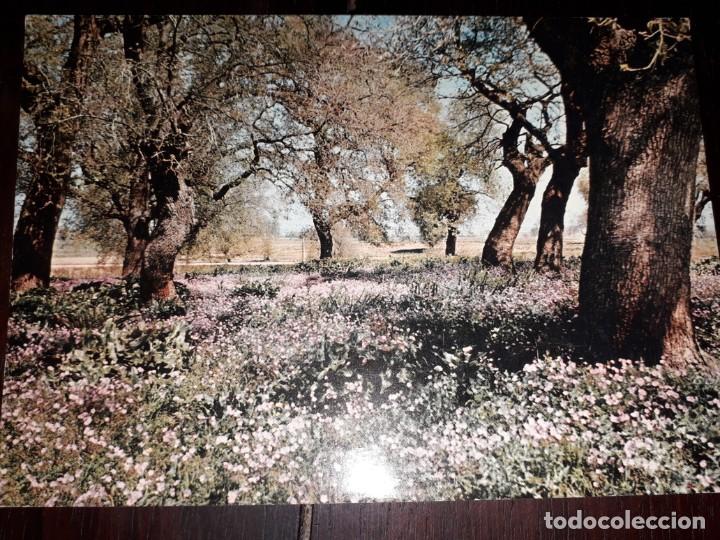 Postkarten: N&ordm; 3196 POSTAL EDITADA EN ITALIA PAISAJE SIN DATAR