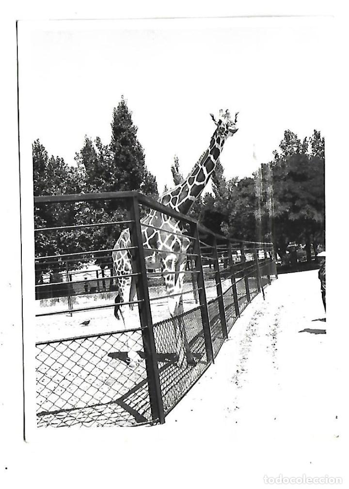 Cartes Postales: 1R-LOTE DE 9 FOTOS DE ANIMALES EN UN ZOO