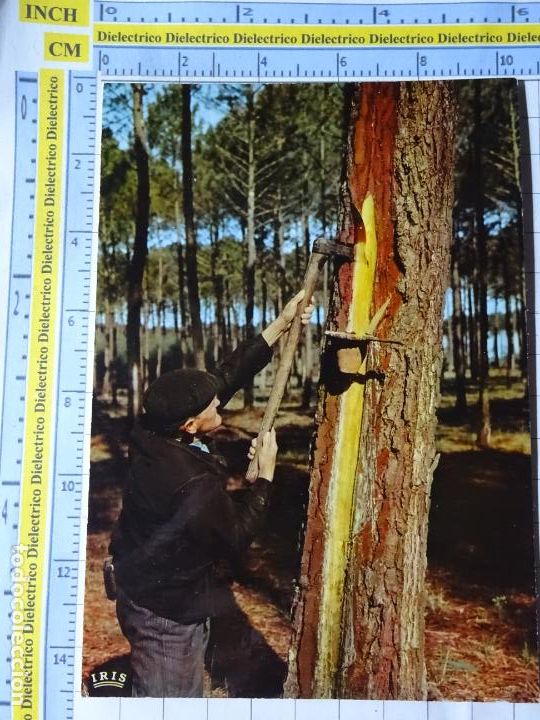 Postais: POSTAL DE FRANCIA. TIPISMO FOLKLORE ESCENA VIVA. LE&Ntilde;ADOR OBTENIENDO RESINA. LE GEMMEUR. 3513