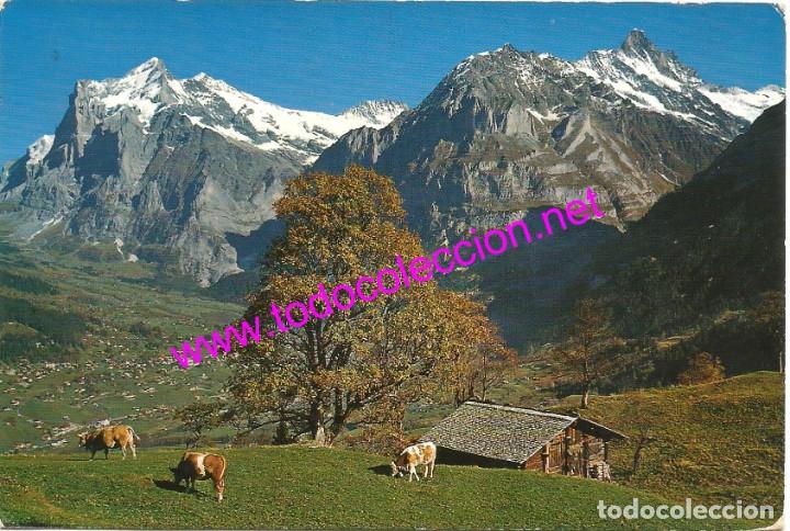 Postales: GRINDELWALD (SUIZA) - POSTAL DE 1971 - Foto 1
