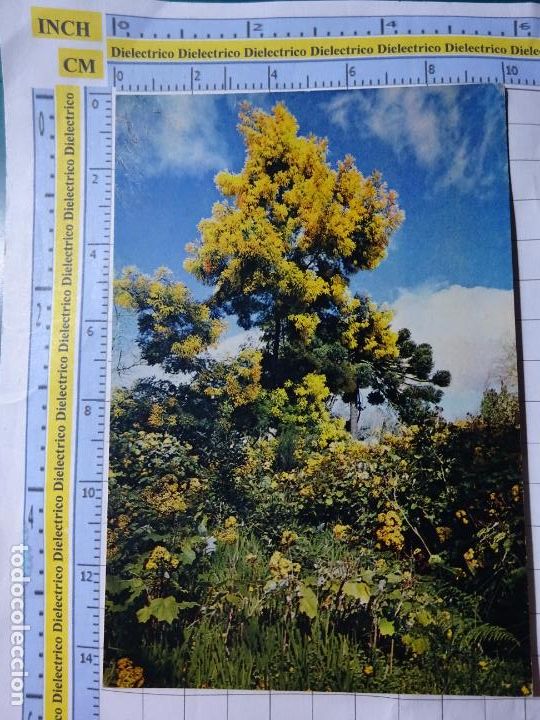 Postais: POSTAL DE PORTUGAL. MADEIRA MIMOSA EN QUINTA DO PALHEIRO. 2671