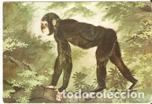 Postkarten: Postal Pintura. Museo Brit&aacute;nico. Orepithecus. 74-97