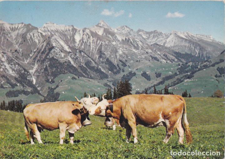 Postales: SUIZA, AMISTAD EN LOS ALPES - WHERLI SA N&ordm; 9555 - CIRCULADA