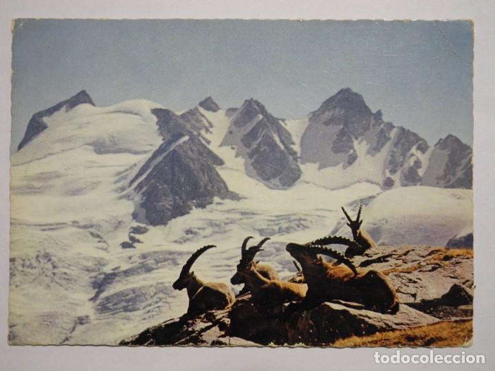 Postales: Bouquetions devant les cimes. Ed. Iris n. 932 Escrita con sello 1969 Cabra montesa.