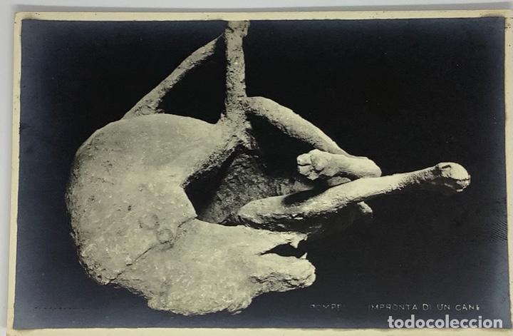 Postales: ITALIA, POMPEI Impronta de un cane (momia de un perro). Pompeya. Ed. D. Trampetti. SC