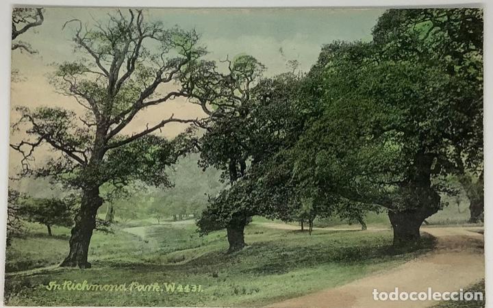 Postales: INGLATERRA, In Richmond Park W 4431. Circa 1905