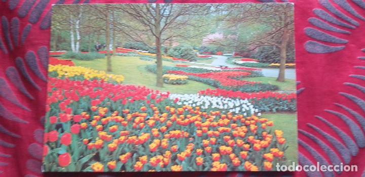 Postais: NEDERLAND-HOLANDA-V53-NO ESCRITA-KEUKENHOF LISSE-HOLLAND