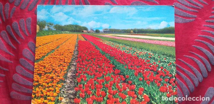 Postales: NEDERLAND-HOLANDA-V53-ESCRITA-HOLLAND