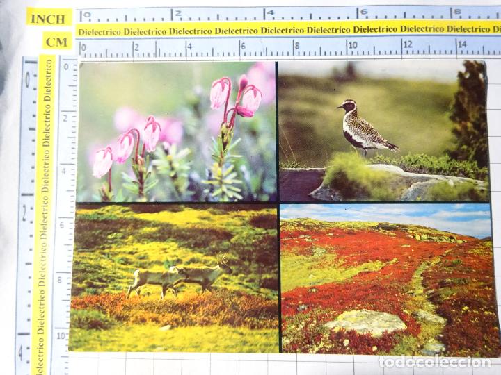 Cartoline: POSTAL DE NORUEGA. NATURALEZA EN GUDBRANDSDALEN. BREZO RENO. 3564