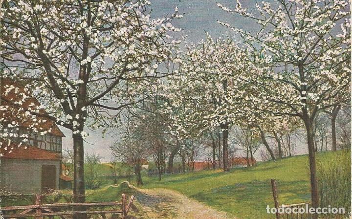Postkarten: &Aacute;rboles florecidos. 589. O G Z- L. 9x14 cm.